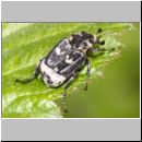 Valgus hemipterus - Stolperkaefer 02a.jpg